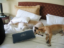 pet friendly hotels santa fe
